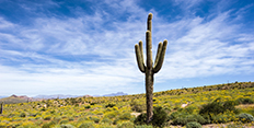 saguaro cactus